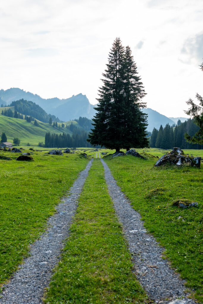 Weg durch eine grüne Berglandschaft mit zwei Tannen